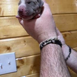 Bluefawn Mantle, Tanpoint, Choco carrier - Fawn male Great Dane puppy in Greenville, South Carolina from Allen’s Ridge Ranch