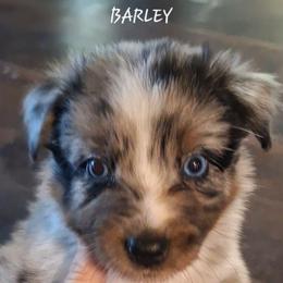 BARLEY - Blue merle male Australian Shepherd puppy in Salem, Arkansas from Patchwork Kennels