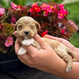 Funnel Cake - Apricot male Goldendoodle puppy in Wharton, Texas from Little Fur Friends