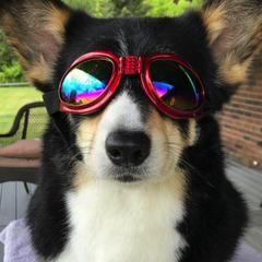 Pembroke Welsh Corgis from Heaven Scent