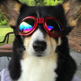Pembroke Welsh Corgis from Heaven Scent