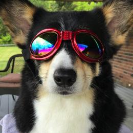 Pembroke Welsh Corgis from Heaven Scent