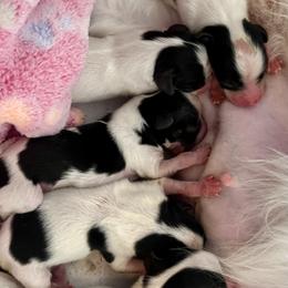 Papillon Puppies from Cloud Papillon
