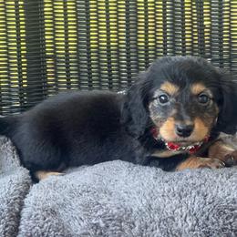 Chloe - Black and tan female Dachshund puppy in Choccolocco, Alabama from Ace’s Doxies