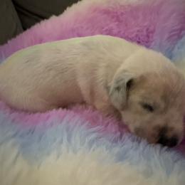 Carl - White and black male Dalmatian puppy in Fort Cavasos, Texas from Mainstreet Dalmation