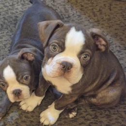 Boston Terrier Puppies from Broadus Boston Terriers