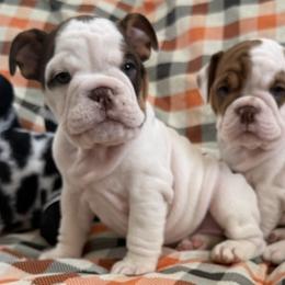 Bella girl - Red and white female Bulldog puppy in Granada Hills, California from Bliss Bulldogs