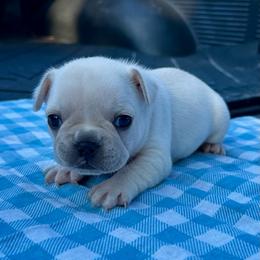 Benjamin - Cream male French Bulldog puppy in Greenfield, Missouri from Hope Mountain French Bulldogs