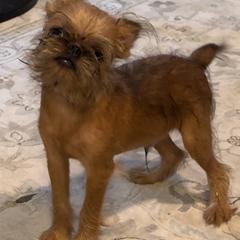 Teddy Bear - Brussels Griffon