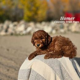 Goldendoodle and Poodle Puppies from Country Trail Pups
