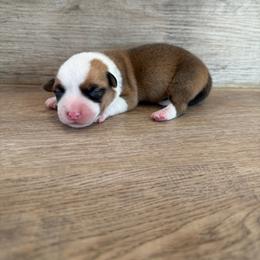 Calvin - Red male Pembroke Welsh Corgi puppy in Phelan, California from Desert Sunset Pembroke Welsh Corgis