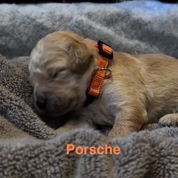 Porsche - Apricot female Goldendoodle puppy in Sanderson, Florida from Serenity Goldendoodles