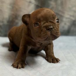 Jeni - Liver female French Bulldog puppy in Tulsa, Oklahoma from Hart's Chihuahuas