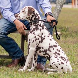 Levi - Dalmatian