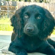 Boykin Spaniels from D&T Boykin Spaniels
