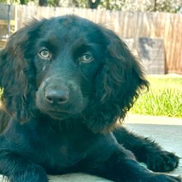 Boykin Spaniels from D&T Boykin Spaniels