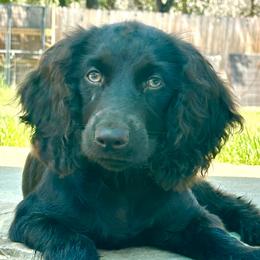 Boykin Spaniels from D&T Boykin Spaniels