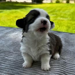 Tansy - Sable female Pembroke Welsh Corgi puppy in Elberta, Utah from 3F Farms- Pembroke Welsh Corgis and Irish Wolfhounds