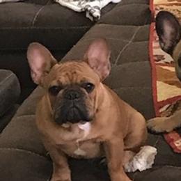 French Bulldogs from Sugarloaf French bulldogs