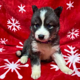 Clarice - Black and white female Siberian Husky puppy in Centreville, Maryland from Huskies By the Bay