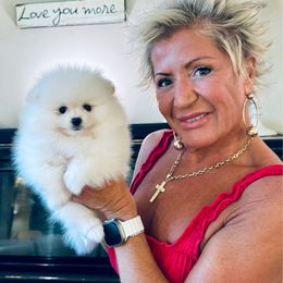 Lenny - White male Pomeranian puppy in Charlotte, North Carolina from Kouture Pomeranians