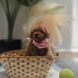 Girl 1 - Red female Maltipoo puppy in San Diego, California from Maltipoos SD