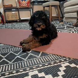 Luna - Black phantom female Aussiedoodle puppy in Yacolt, Washington from Aussiedoodles by Maggie