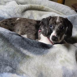 Angel - Dachshund
