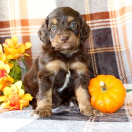 Legend - Brown white and tan male Cockapoo puppy in Morgan County, West Virginia from 'Capon Cuties