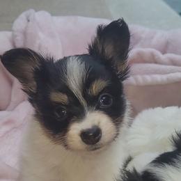 Girl 3 - White black and tan female Papillon puppy in Florida from Tammy's Papillon Playpen