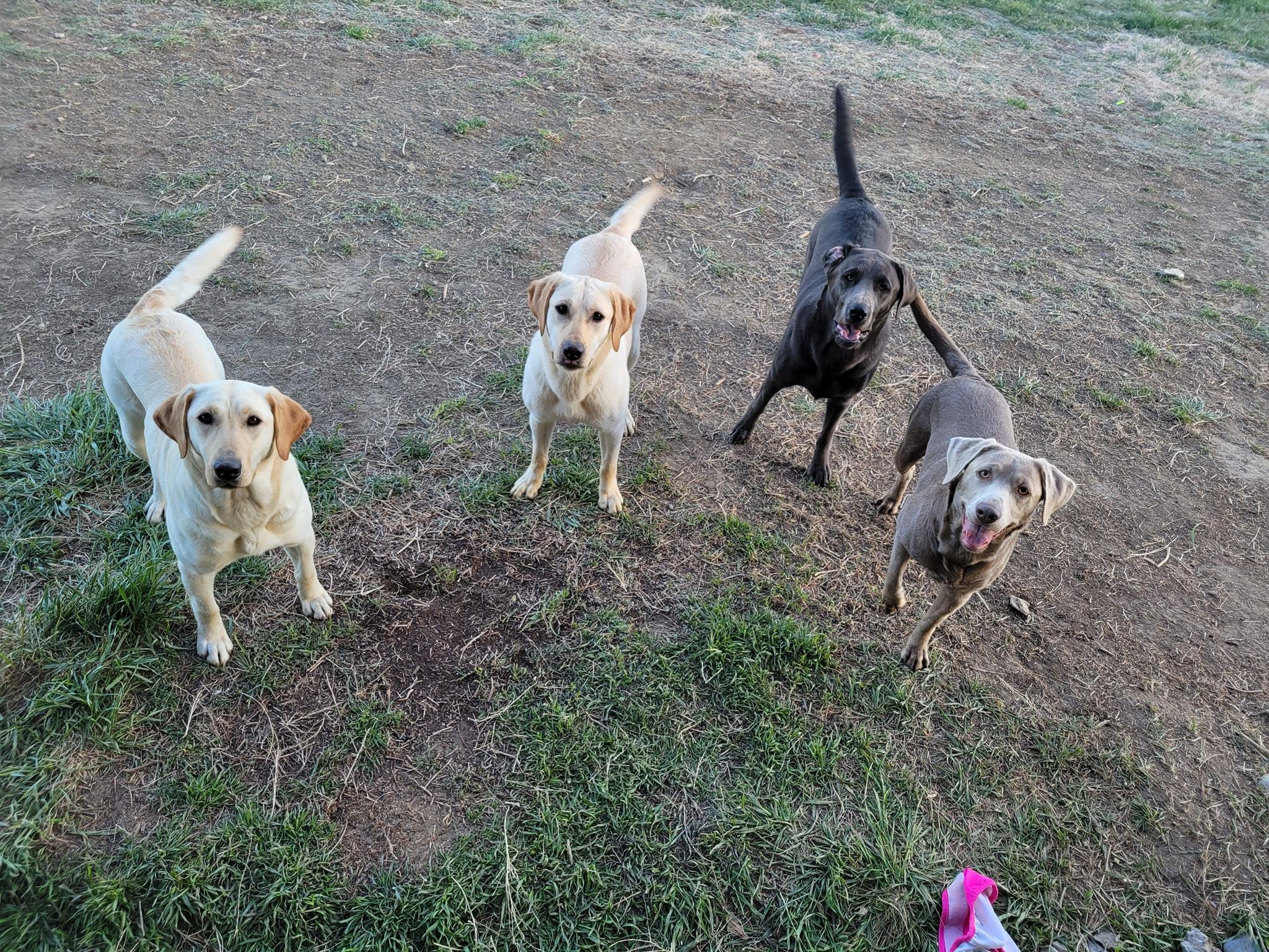Prairie Hills Labs in Montana Labrador Retriever and Dilute Retriever puppies Good Dog