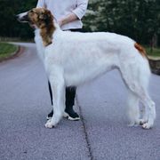 Moon - Borzoi