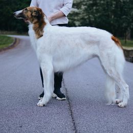 Moon - Borzoi