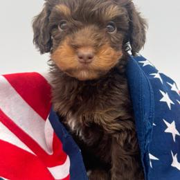 River - Red phantom male Aussiedoodle puppy in Austin, Texas from Doodles of Central Texas