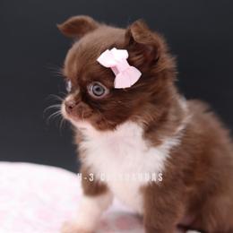 Collins - Chocolate and white female Chihuahua puppy in Tulsa, Oklahoma from H-3 Chihuahuas