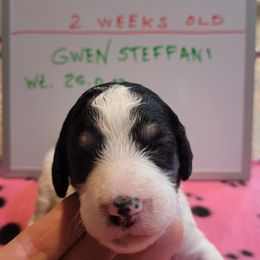 Poodle Puppies from P.I. STANDARD POODLES