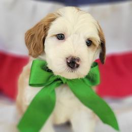 Honor - Red male Bernedoodle puppy in Warrior, Alabama from Elite Goldendoodles and Bernedoodles