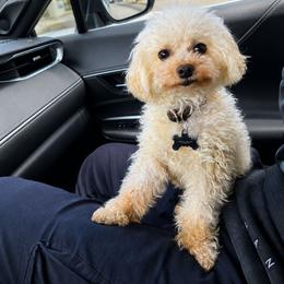 Max - Cream male Poodle puppy in Midway City, California from Rapture Red Poodles