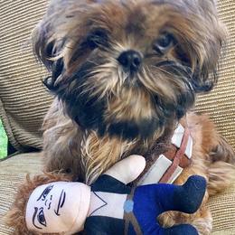 Shih Tzu All Grown Up from AKC Shih Tzu of California