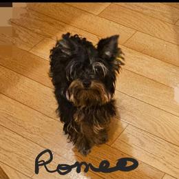 Romeo - Yorkshire Terrier