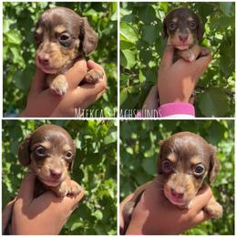 Celine - Chocolate and cream female Dachshund puppy in Orem, Utah from Miekca’s Dachshunds