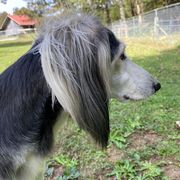 Salukis from Albion