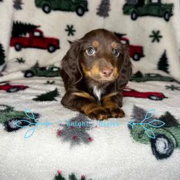 Dachshund Puppies from 2 Knights Doxies