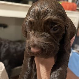 Boykin Spaniel All Grown Up from Lynn Ashcraft