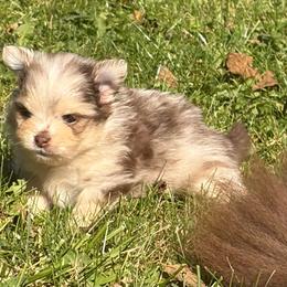Merle male 1 - Chocolate merle male Pomeranian puppy in Indiana from Unique Uprisings