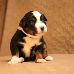 Australian Shepherd Puppies from Lost Coast Aussies
