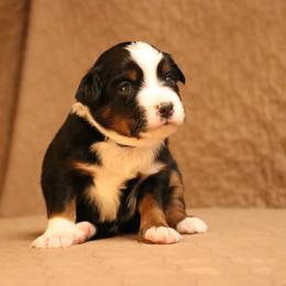 Australian Shepherd Puppies from Lost Coast Aussies