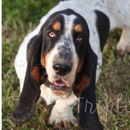 Pepper - Basset Hound