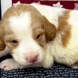 Sadie boy 5 - Orange and white male Brittany puppy in Floyd Knobs, Indiana from Cross Creek Brittanys
