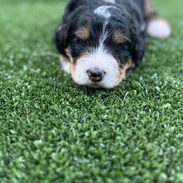 Bernedoodle Puppies from Bernedoodle Love Puppies